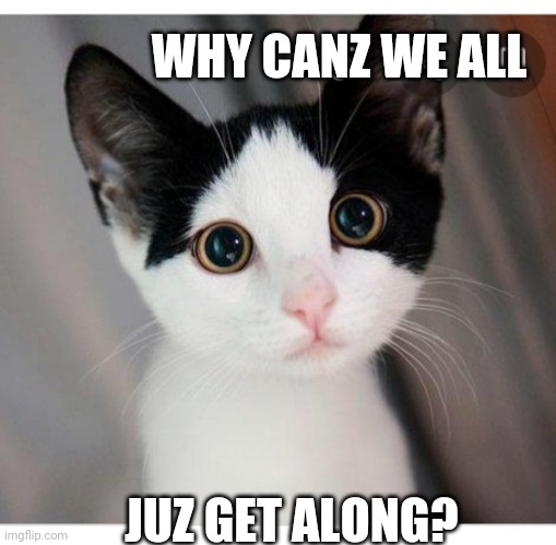 No one really knows | WHY CANZ WE ALL; JUZ GET ALONG? | image tagged in yay kitty | made w/ Imgflip meme maker
