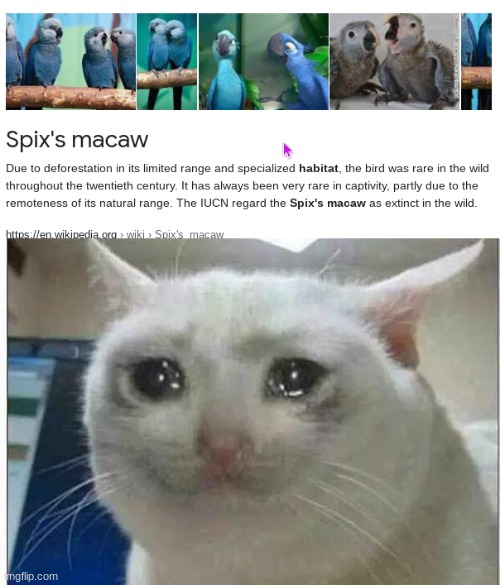 my childhood is ruined :'( | image tagged in crying cat | made w/ Imgflip meme maker