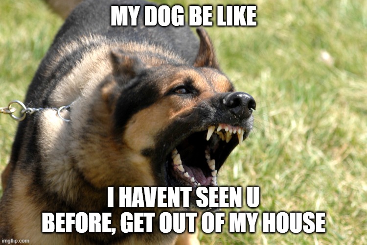 Barking dog | MY DOG BE LIKE I HAVENT SEEN U BEFORE, GET OUT OF MY HOUSE | image tagged in barking dog | made w/ Imgflip meme maker