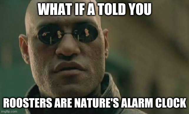 why need alarm clocks | WHAT IF A TOLD YOU; ROOSTERS ARE NATURE'S ALARM CLOCK | image tagged in memes,matrix morpheus | made w/ Imgflip meme maker