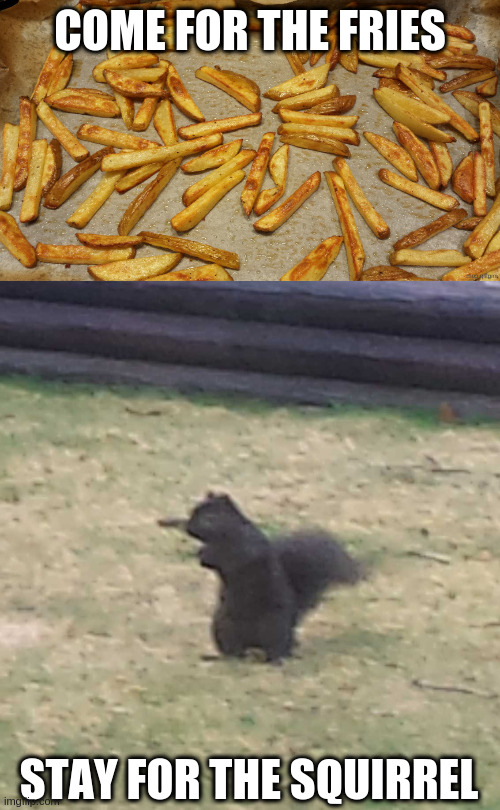 COME FOR THE FRIES STAY FOR THE SQUIRREL | image tagged in fries,squirrel | made w/ Imgflip meme maker