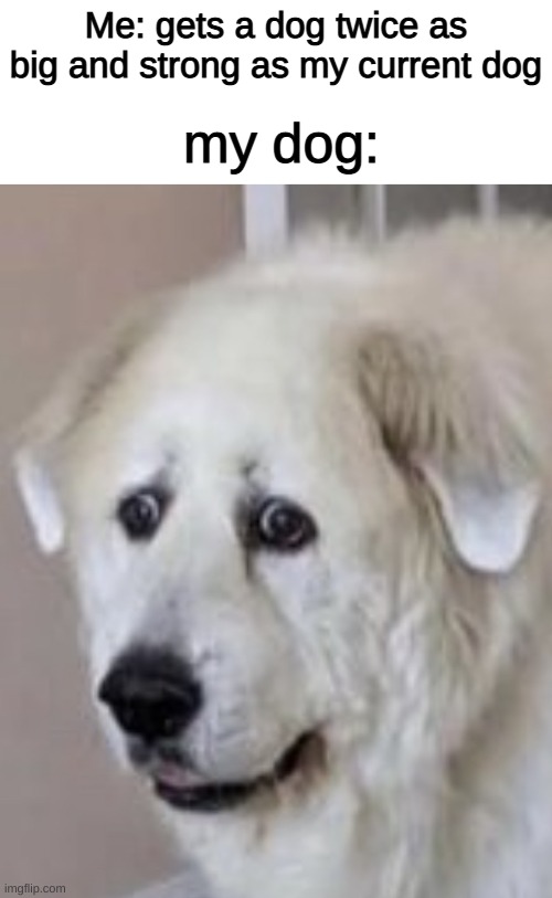 i got this picture of my dogs initial reaction to my new dog | my dog:; Me: gets a dog twice as big and strong as my current dog | image tagged in memes,doge,cute dog | made w/ Imgflip meme maker
