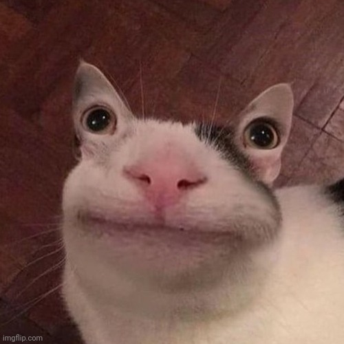 Ear Eye cat | image tagged in ear eye cat | made w/ Imgflip meme maker