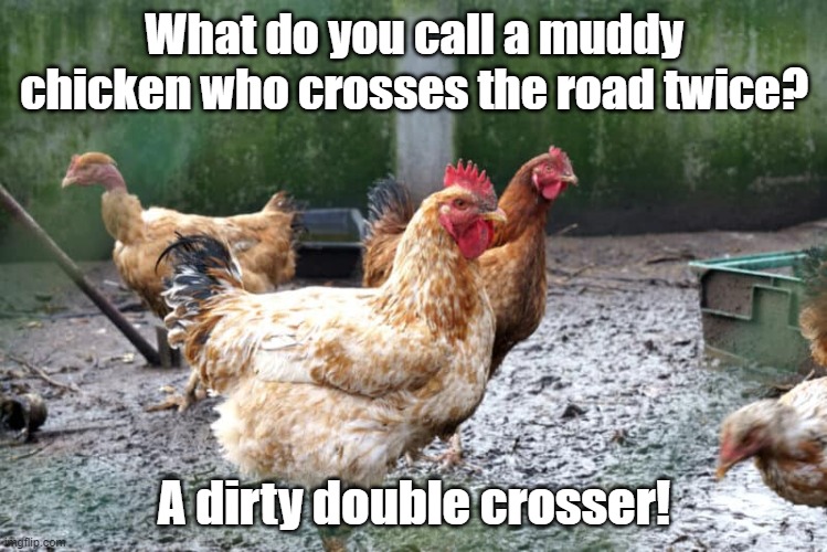 What do you call a muddy chicken who crosses the road twice? | What do you call a muddy chicken who crosses the road twice? A dirty double crosser! | image tagged in chicken,dad joke | made w/ Imgflip meme maker