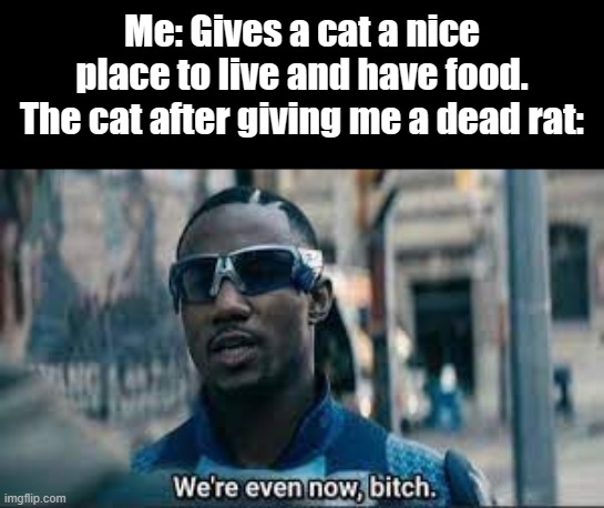 you're reading a title | Me: Gives a cat a nice place to live and have food.
The cat after giving me a dead rat: | image tagged in we are even now bitch | made w/ Imgflip meme maker