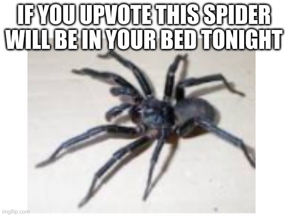 IF YOU UPVOTE THIS SPIDER WILL BE IN YOUR BED TONIGHT | made w/ Imgflip meme maker