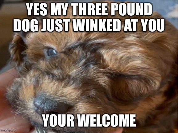 Yes she is my dog. |  YES MY THREE POUND DOG JUST WINKED AT YOU; YOUR WELCOME | image tagged in cute dog,wholesome | made w/ Imgflip meme maker