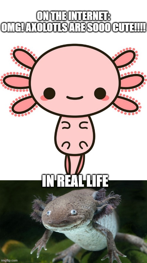 axolotls r not cute | ON THE INTERNET:
OMG! AXOLOTLS ARE SOOO CUTE!!!! IN REAL LIFE | image tagged in memes,blank transparent square | made w/ Imgflip meme maker