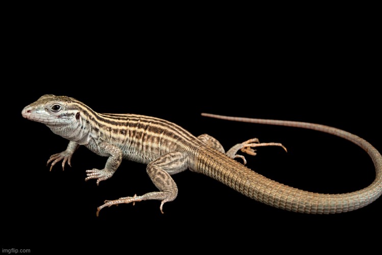 Lesbian lizard | image tagged in new mexico whiptail lizard | made w/ Imgflip meme maker