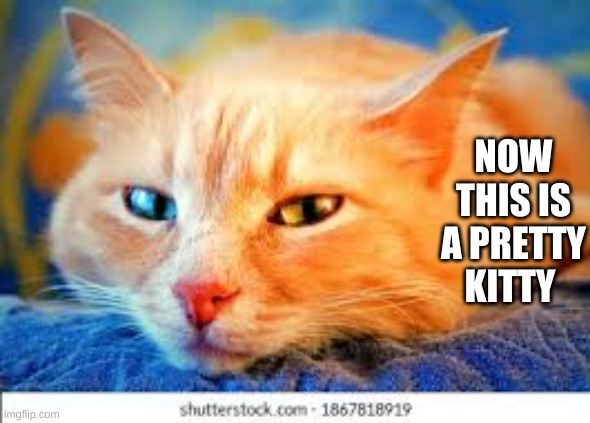 NOW THIS IS A PRETTY KITTY | image tagged in cats | made w/ Imgflip meme maker