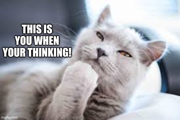 THIS IS YOU WHEN YOUR THINKING! | image tagged in cats | made w/ Imgflip meme maker