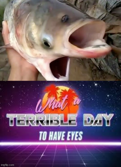 image tagged in what a terrible day to have eyes,cursed image,cursed,fish | made w/ Imgflip meme maker