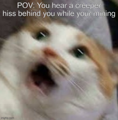AAAAAAAAAAAAAAAA cat | POV: You hear a creeper hiss behind you while your mining | image tagged in aaaaaaaaaaaaaaaa cat,memes,minecraft,cats | made w/ Imgflip meme maker