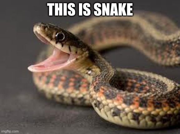 Warning Snake | THIS IS SNAKE | image tagged in warning snake | made w/ Imgflip meme maker