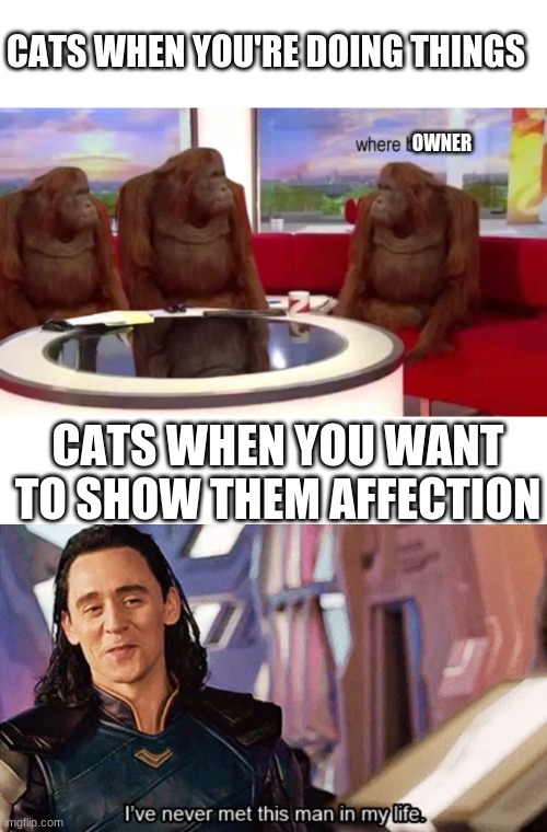 Cats are jerks |  CATS WHEN YOU'RE DOING THINGS; OWNER; CATS WHEN YOU WANT TO SHOW THEM AFFECTION | image tagged in where banana,i have never met this man in my life,cats,memes,funny,blank | made w/ Imgflip meme maker