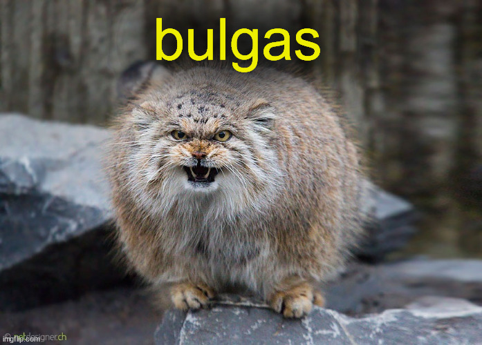 is this even a cat | bulgas | image tagged in pallas cat,bulgas,funny cats,fluffy | made w/ Imgflip meme maker