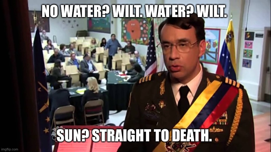 Straight to Jail | NO WATER? WILT. WATER? WILT. SUN? STRAIGHT TO DEATH. | image tagged in straight to jail | made w/ Imgflip meme maker