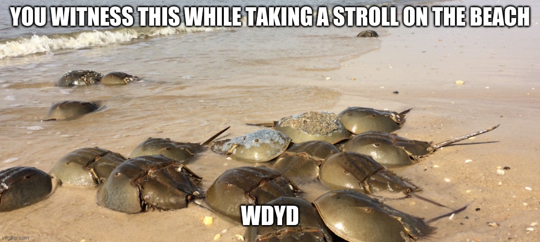 These are Horseshoe Crabs just in case you didnt know | YOU WITNESS THIS WHILE TAKING A STROLL ON THE BEACH; WDYD | image tagged in horseshoe crabs rlly do be vibin doe | made w/ Imgflip meme maker