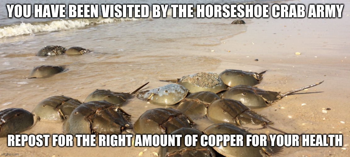 Horseshoe Crabs rlly do be vibin doe | YOU HAVE BEEN VISITED BY THE HORSESHOE CRAB ARMY; REPOST FOR THE RIGHT AMOUNT OF COPPER FOR YOUR HEALTH | image tagged in horseshoe crabs rlly do be vibin doe | made w/ Imgflip meme maker