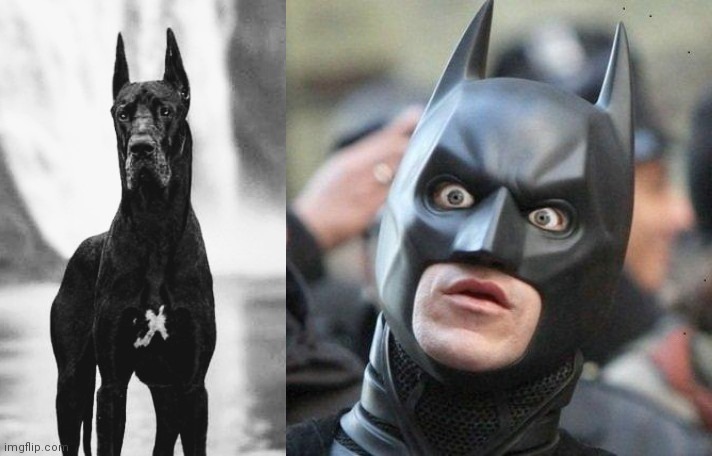 Dogman ? | image tagged in shocked batman,dog,so long partner,batmobile,stop reading the tags | made w/ Imgflip meme maker