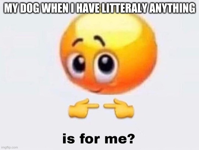 Is it for me? | MY DOG WHEN I HAVE LITTERALY ANYTHING | image tagged in is it for me | made w/ Imgflip meme maker