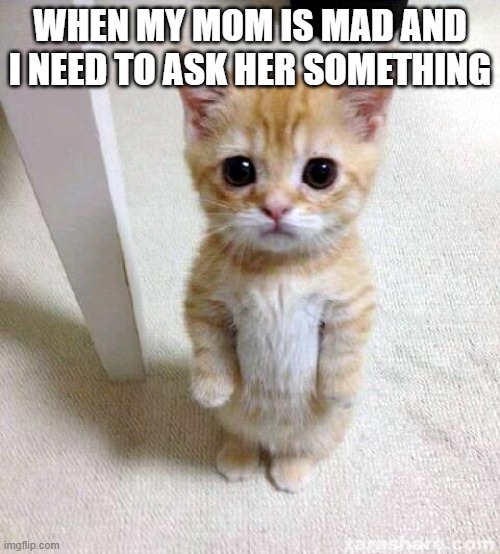 Cute Cat Meme |  WHEN MY MOM IS MAD AND I NEED TO ASK HER SOMETHING | image tagged in memes,cute cat | made w/ Imgflip meme maker