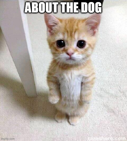 Cute Cat | ABOUT THE DOG | image tagged in memes,cute cat | made w/ Imgflip meme maker