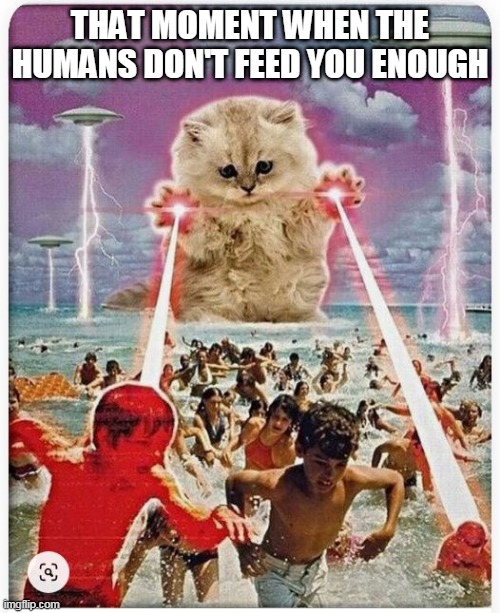 THAT MOMENT WHEN THE HUMANS DON'T FEED YOU ENOUGH | image tagged in laser cat | made w/ Imgflip meme maker