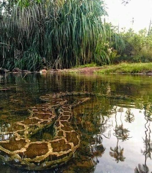 Snake in pond Blank Meme Template