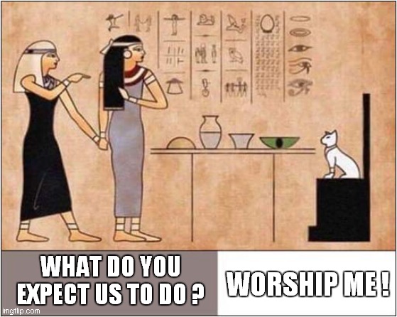 Egyptian Woman Yelling At Cat God | WORSHIP ME ! WHAT DO YOU EXPECT US TO DO ? | image tagged in woman yelling at cat,egypt,smudge the cat | made w/ Imgflip meme maker
