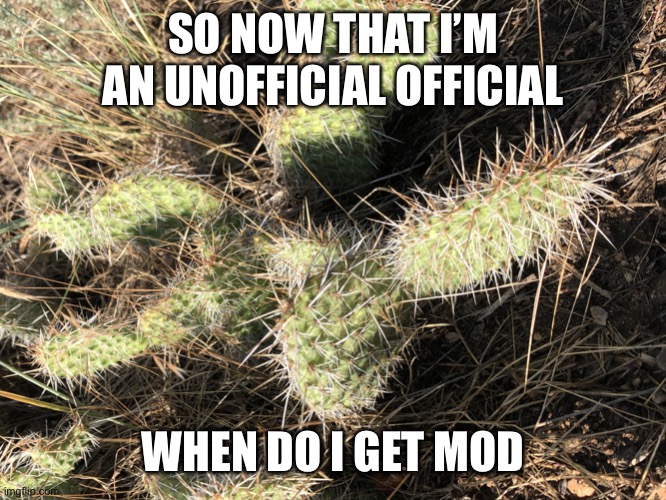 Am I breaking the law? | SO NOW THAT I’M AN UNOFFICIAL OFFICIAL; WHEN DO I GET MOD | image tagged in cactus_official template | made w/ Imgflip meme maker