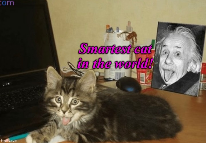 The smartest cat in the world! | Smartest cat in the world! | image tagged in cats,memes,funny,smart,albert einstein | made w/ Imgflip meme maker