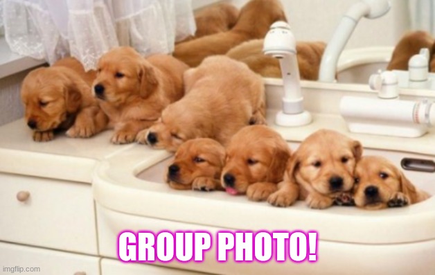 dogs | GROUP PHOTO! | image tagged in dogs,cute puppies | made w/ Imgflip meme maker
