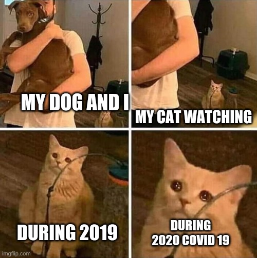 Crying cat comic | MY CAT WATCHING; MY DOG AND I; DURING 2020 COVID 19; DURING 2019 | image tagged in crying cat comic | made w/ Imgflip meme maker
