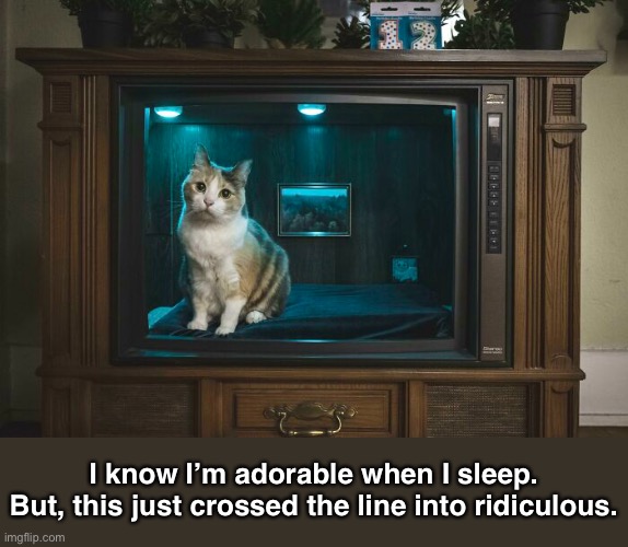 Cat Bed Made From an Old Television | I know I’m adorable when I sleep.
But, this just crossed the line into ridiculous. | image tagged in funny memes,cats,funny cats | made w/ Imgflip meme maker