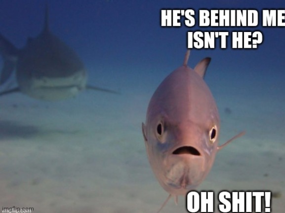 image tagged in shark,lol | made w/ Imgflip meme maker