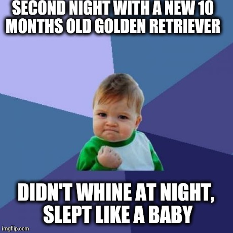 Success Kid Meme | SECOND NIGHT WITH A NEW 10 MONTHS OLD GOLDEN RETRIEVER  DIDN'T WHINE AT NIGHT, SLEPT LIKE A BABY | image tagged in memes,success kid | made w/ Imgflip meme maker