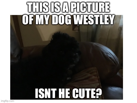 Pic of my dog cuz why not | THIS IS A PICTURE OF MY DOG WESTLEY; ISNT HE CUTE? | made w/ Imgflip meme maker