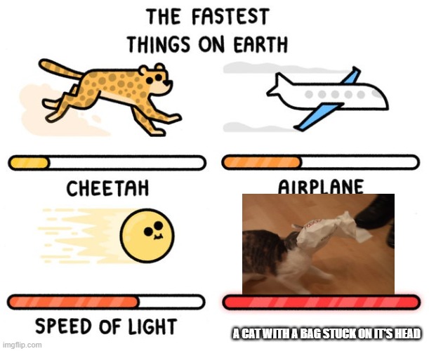 Fastest thing possible |  A CAT WITH A BAG STUCK ON IT'S HEAD | image tagged in fastest thing possible,stupid,cats,bag,head | made w/ Imgflip meme maker