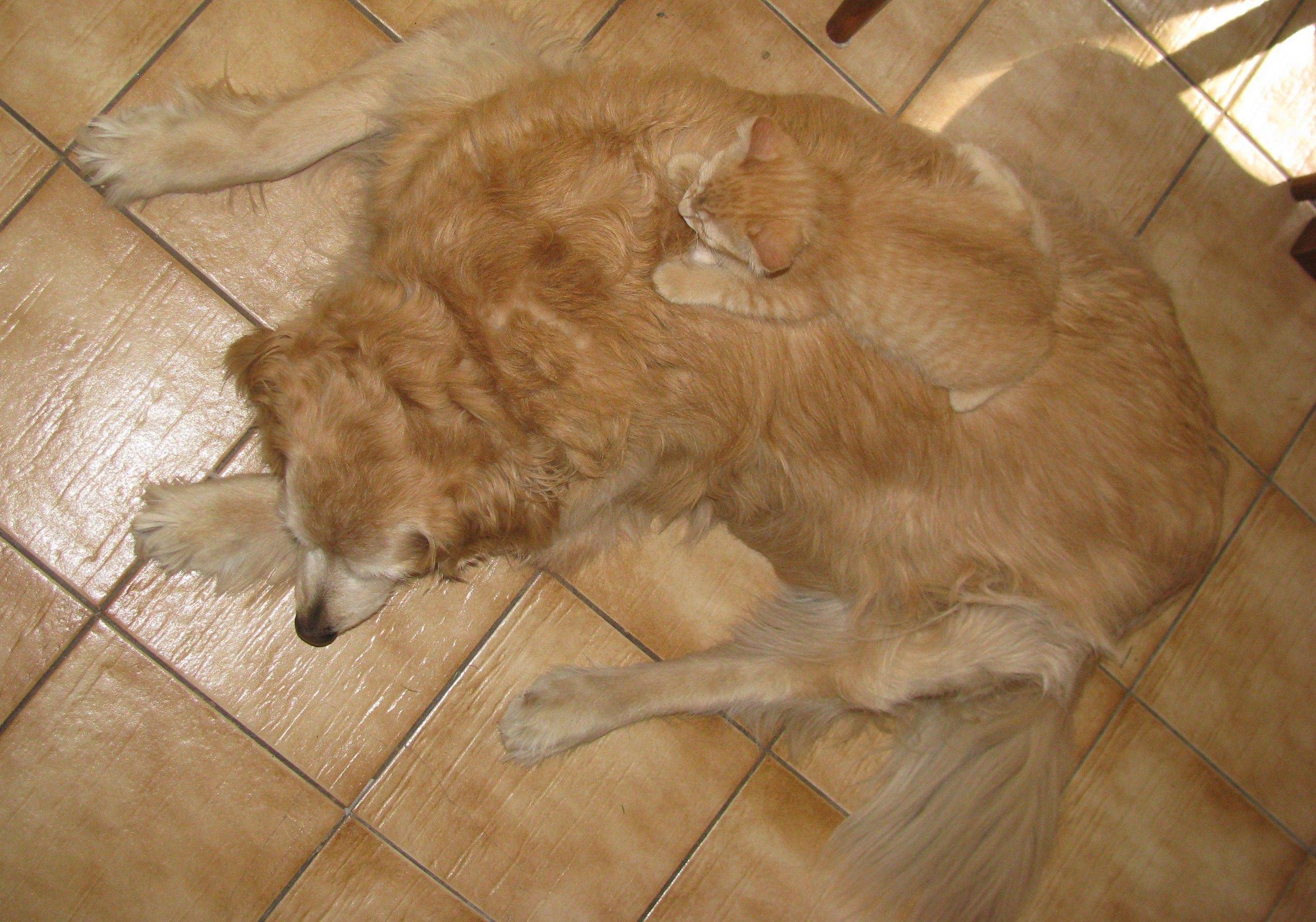 image tagged in animals,cats,dogs