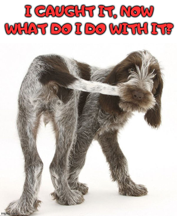 I CAUGHT IT, NOW WHAT DO I DO WITH IT? | image tagged in dogs | made w/ Imgflip meme maker