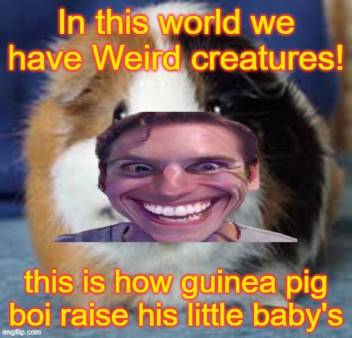 Guinea Pig | In this world we have Weird creatures! this is how guinea pig boi raise his little baby's | image tagged in who has the grave,never gonna give you up,never gonna let you down,never gonna run around,and desert you | made w/ Imgflip meme maker