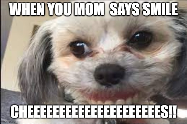Doggy | WHEN YOU MOM  SAYS SMILE; CHEEEEEEEEEEEEEEEEEEEEES!! | image tagged in smile | made w/ Imgflip meme maker