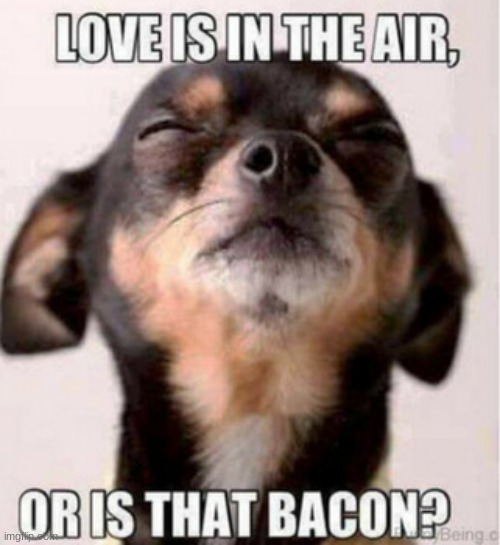 Huh | image tagged in memes,funny,dogs,bacon | made w/ Imgflip meme maker