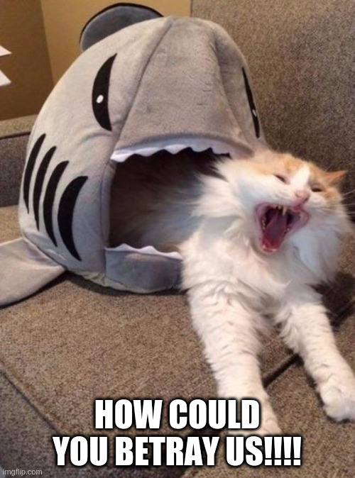 Shark cat | HOW COULD YOU BETRAY US!!!! | image tagged in shark cat | made w/ Imgflip meme maker