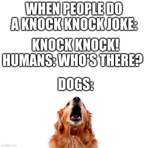 No duh | WHEN PEOPLE DO A KNOCK KNOCK JOKE:; KNOCK KNOCK! HUMANS: WHO'S THERE? DOGS: | image tagged in memes,blank transparent square,dogs,bark,knock knock,knock knock dogs | made w/ Imgflip meme maker