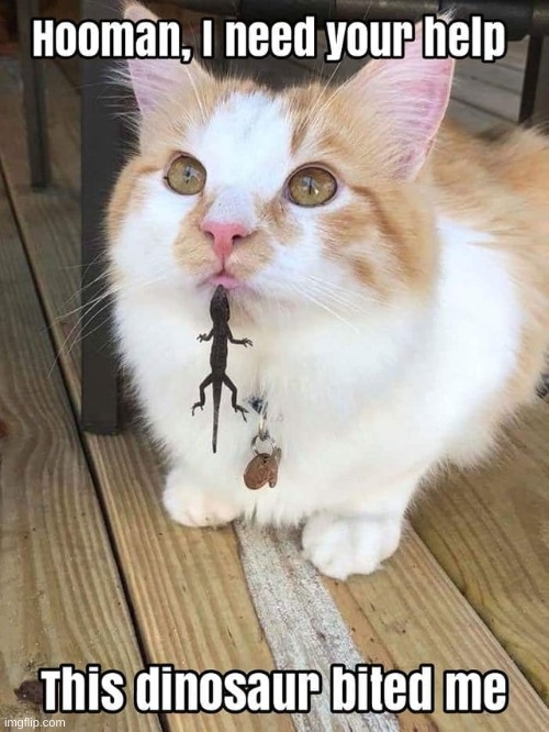 Cat Vs Lizard | image tagged in cat,vs,lizard | made w/ Imgflip meme maker