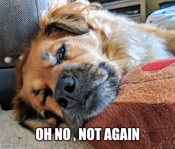 Melting dog | OH NO , NOT AGAIN | image tagged in melting dog | made w/ Imgflip meme maker