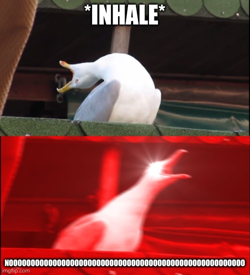 Screaming bird | *INHALE* NOOOOOOOOOOOOOOOOOOOOOOOOOOOOOOOOOOOOOOOOOOOOOOOOOOOOOO | image tagged in screaming bird | made w/ Imgflip meme maker