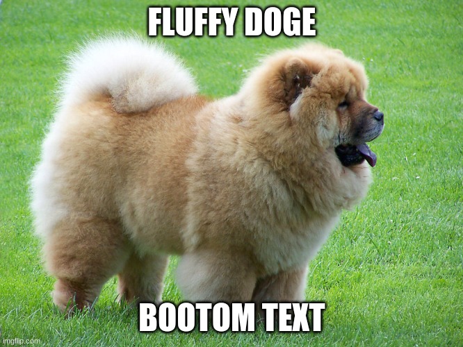 (Note from mod: SO COOT!) | FLUFFY DOGE; BOOTOM TEXT | image tagged in dog | made w/ Imgflip meme maker